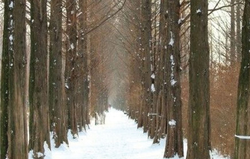 Korea Jeju Winter 2024