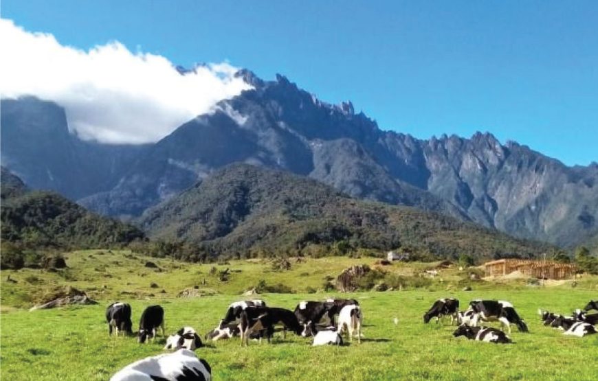 Kota Kinabalu Kundasang